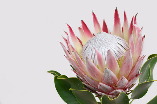 How To Grow Proteas In A Pot