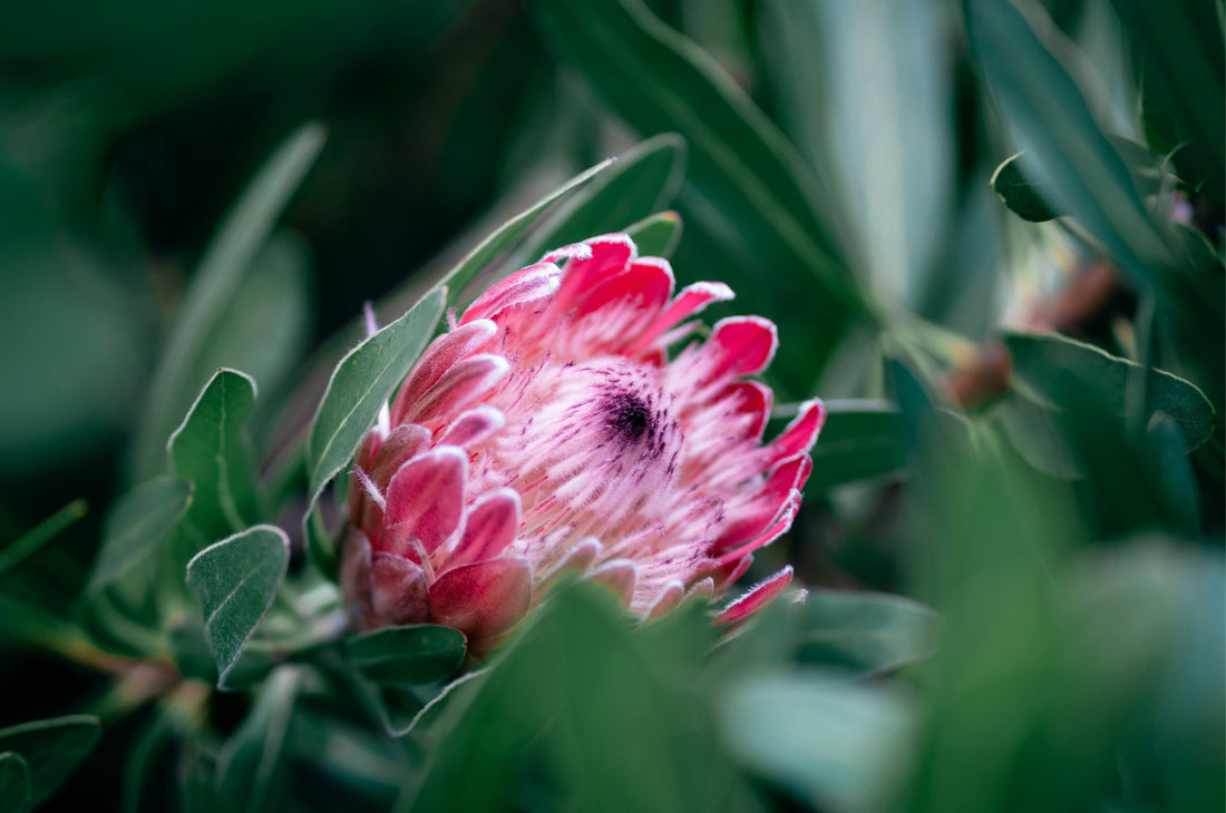 How to Grow Your Proteas in a Garden