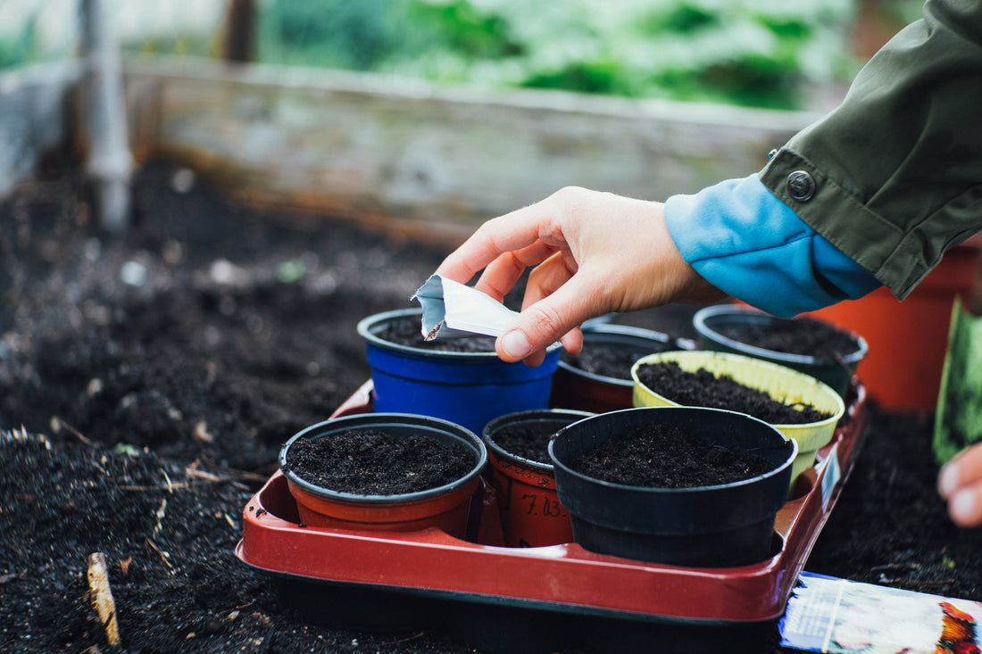 Planting with Protea Seeds