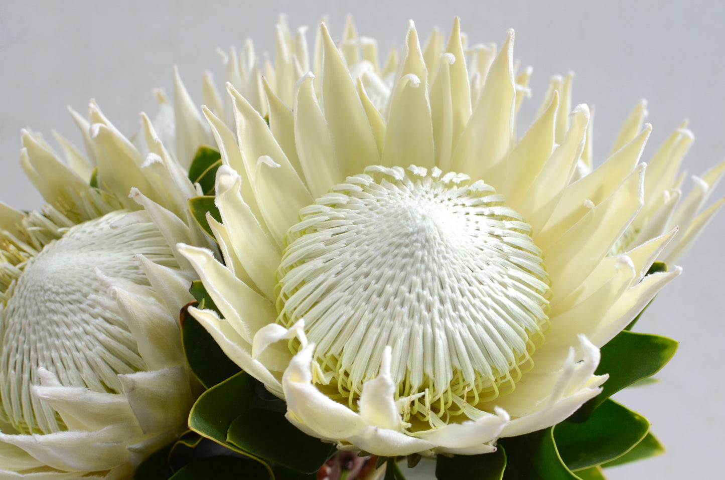 King White – Protea Cynaroides