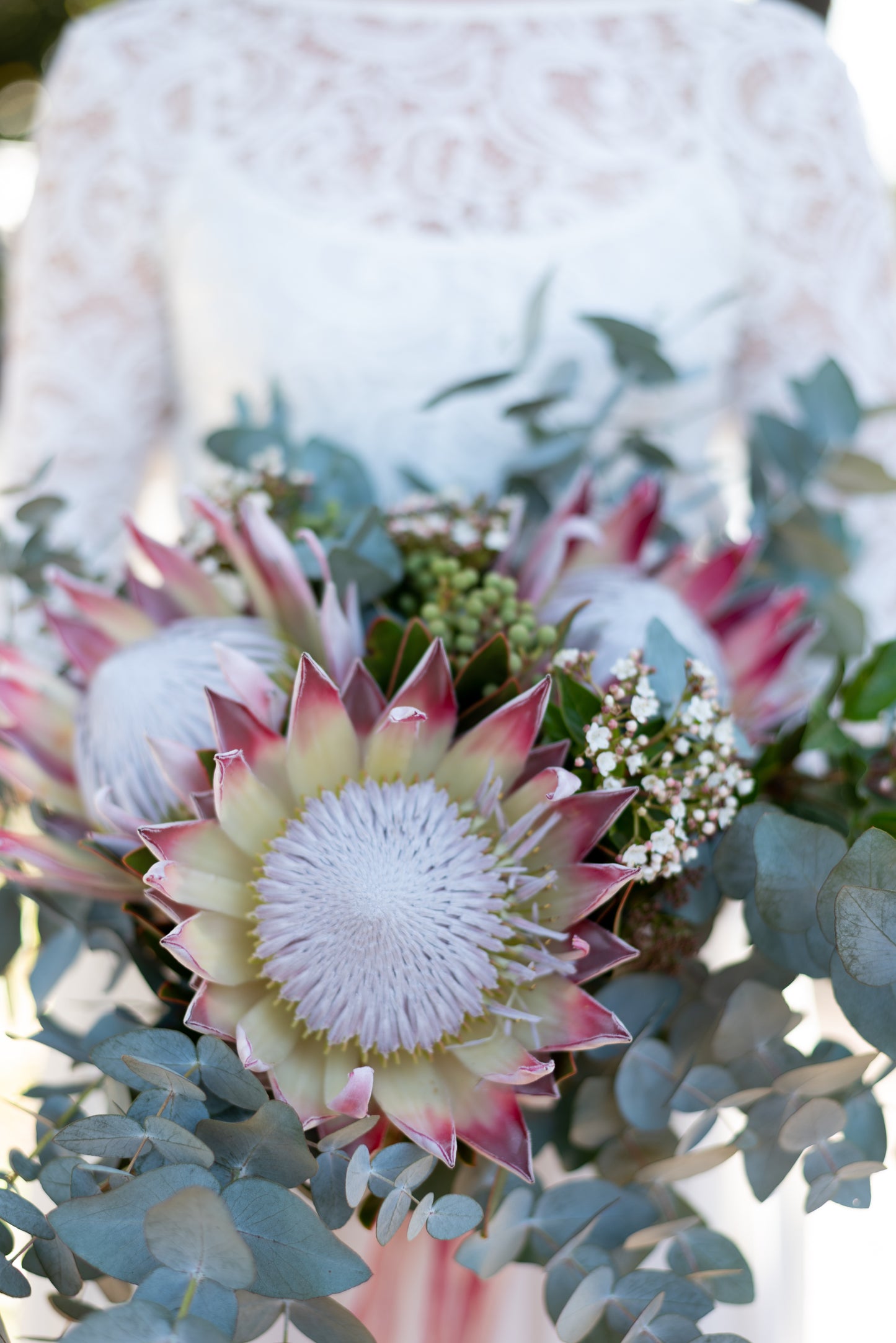 Protea Cynaroides – King Pink