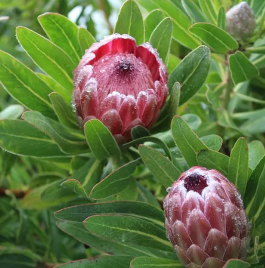 Australia Pink Ice – Protea compacta x susannae 'Pink Ice'