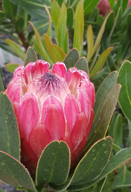 Australia Special Pink Ice – Protea Neriifolia X Susannae – Protea King