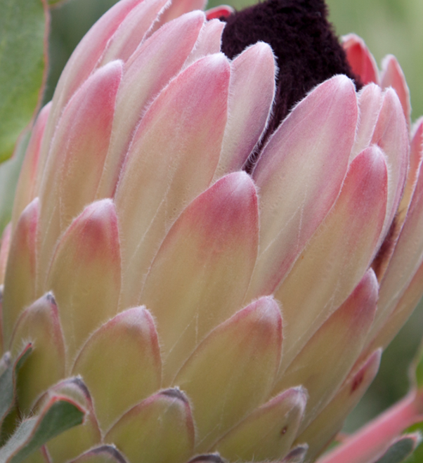 Australis Passion – Protea Eximia Hybrid