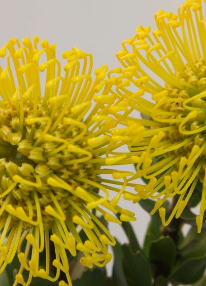 Leucospermum High Gold