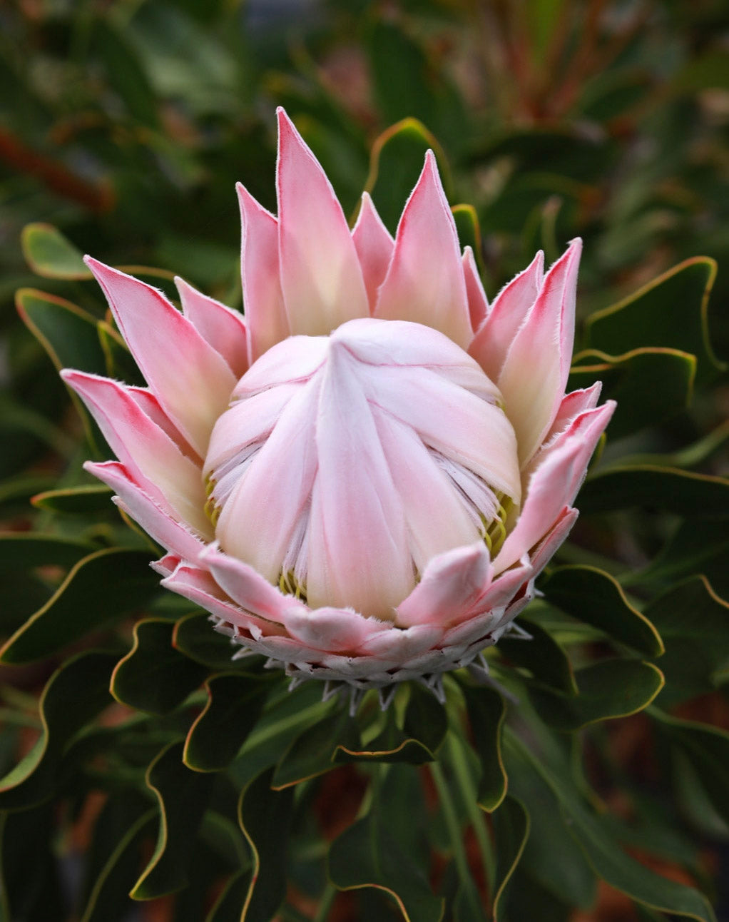 King Protea - Pink