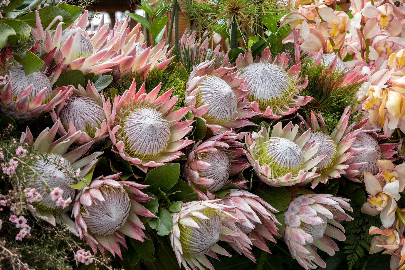 King Pink – Protea Cynaroides