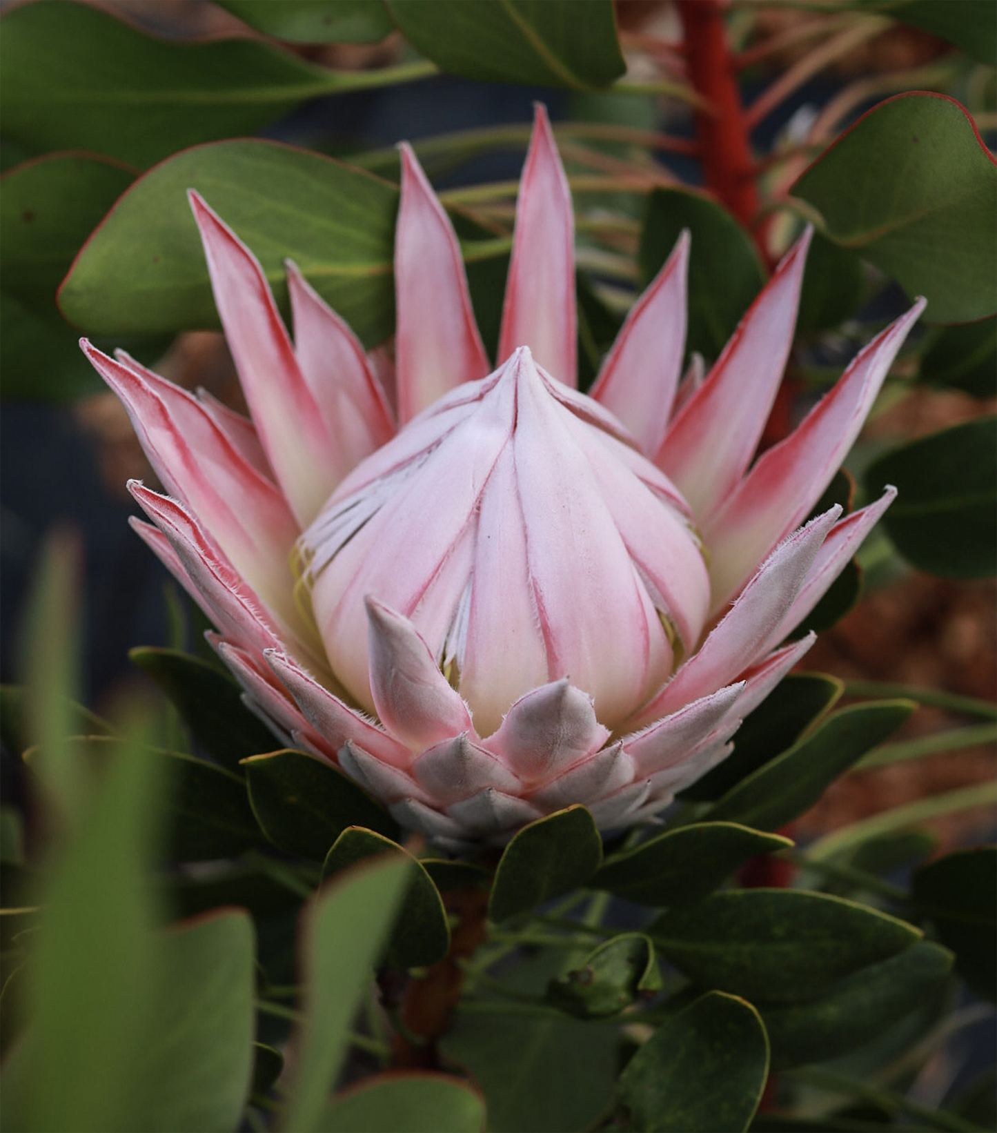 King Protea - Pink