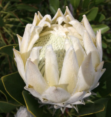 King Protea - White