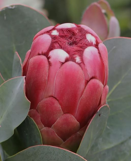 Protea Princess