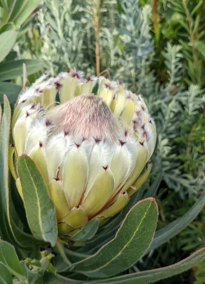 Protea Alba – Protea Nerrifolia