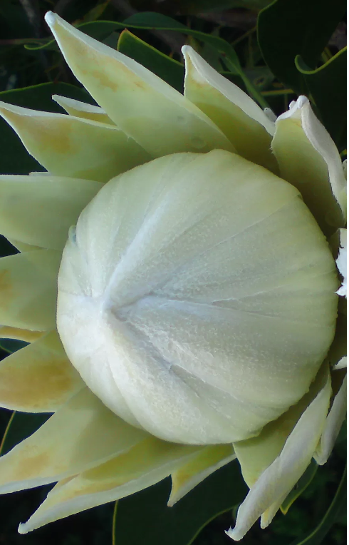 Protea Artic Ice – Protea Cynaroides