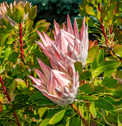 Protea Cynaroides – King Pink