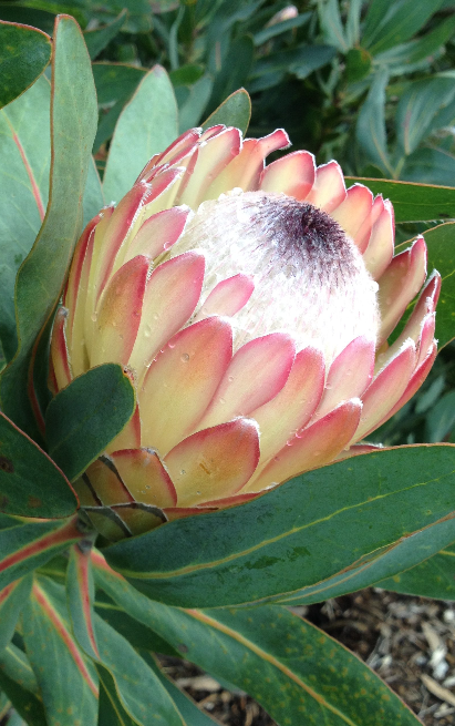 Protea Susara – Protea Susannae X Magnifica