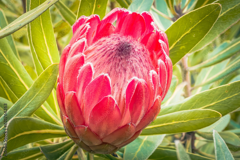 Red Ice Protea