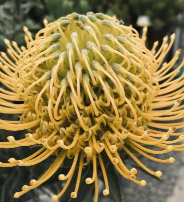 Leucospermum So Majestic