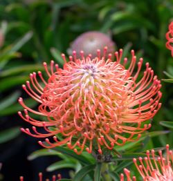 Leucospermum So Successful