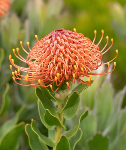 Leucospermum Titan