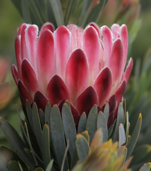 Protea Venus