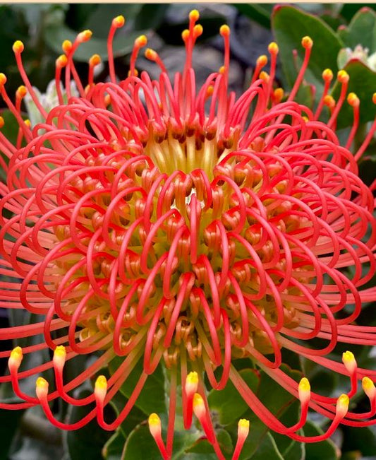 Leucospermum Vlam