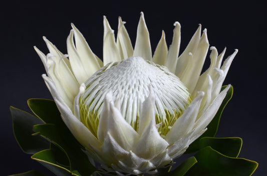 Protea Cynaroides – King White