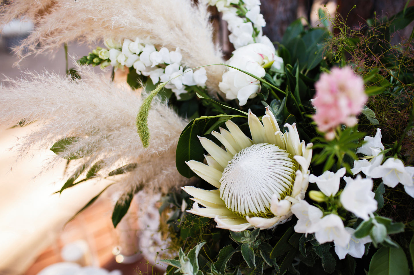 Protea Cynaroides – King White