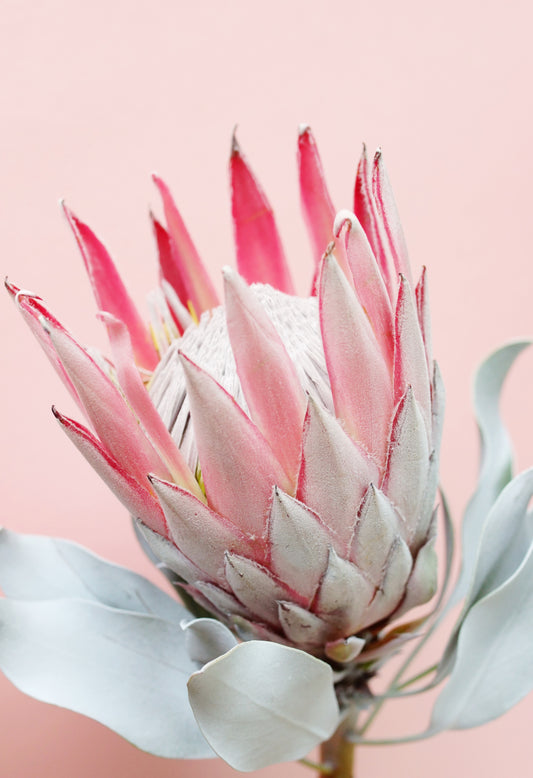 Protea Cynaroides – King Pink